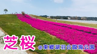 【おでかけ】東郷湖羽合臨海公園の芝桜【長和田公園】