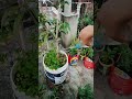 আজ অনেকদিন পর 😊 mint dhania seeds গোবরসার cocopeat ভার্মিকম্পোস্ট gardening 🤗 pudina