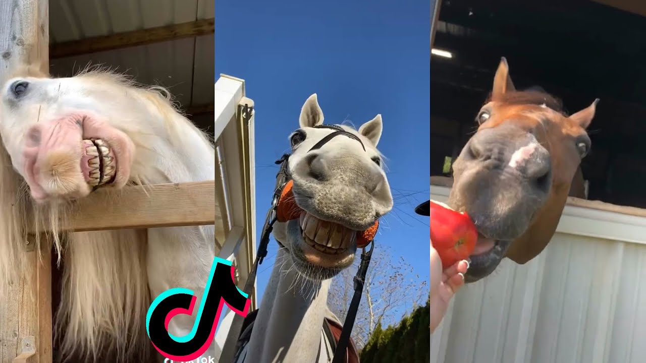 THE FUNNIEST HORSE TikTok Compilation 2022 #49 - YouTube