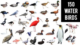 Names of Water birds || 150 Aquatic birds