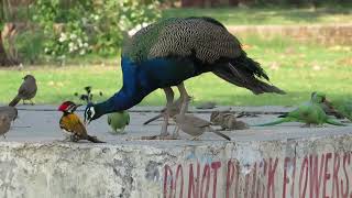 Common Indian Birds Feeding Frenzy