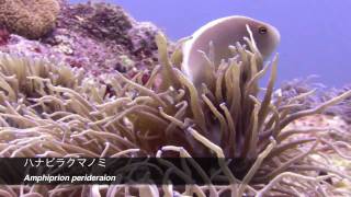 Anemone fish six＆New species　沖縄クマノミ天国 HD