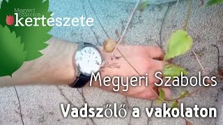 Vadszőlő vakolat - Parthenocissus tricuspidata - Vadszőlő rendelés - Megyeri Kertészet