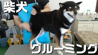 【トリミング】５倍速でわかる！柴犬のグルーミング【３４７時間目】　|　(5Xspeed)Grooming for Shiba Inu