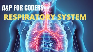 ANATOMY & PHYSIOLOGY FOR CODERS IN 2021 - CHAPTER 03: RESPIRATORY SYSTEM.