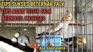 tips ternak falk agar telur falk berhasil menetas