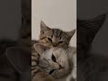 самые милые моменты с котиками🥰🥰😍😍