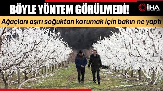 400 Ağacı Aşırı Soğuktan Korumak İçin Dondurdu Görenler Şaştı Kaldı