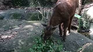 20240420 / 台北市立動物園 / 台灣長鬃山羊[Capricornis swinhoei] (還是野生的自在)