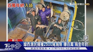 線西漁民捕獲正頭烏2500尾  賺百萬「烏金年終」｜TVBS新聞 @TVBSNEWS02