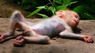 Primate monkey.../Please loves cute baby monkey.../Cute life baby.../Nice clip.../Netflix 168