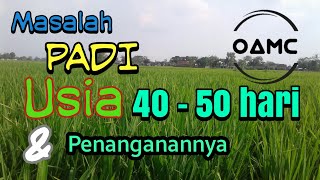 penyakit padi di usia 40 - 50 hari dan cara mengatasinya|| pucuk daun kuning