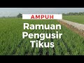 Ramuan Pengusir Tikus Pada Tanaman Padi #tanampadi #transplanter #tikus #hamatikus