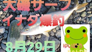 【西湘サーフ】大磯サーフでイナダ爆釣