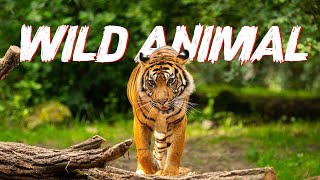WILD ANIMAL || RELAXING VIDEO || RELAXING SOUND