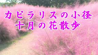 カピラリスの小径 10月の花散歩2022　長居植物園より