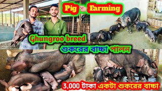 নর্থ বেঙ্গলে সব থেকে কম দামে Ghungroo শুকরের বাচ্চা | 3,000 টাকা একটা শুকরের বাচ্চা | pig farming