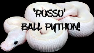 The Potential of the 'Russo' Ball Python!