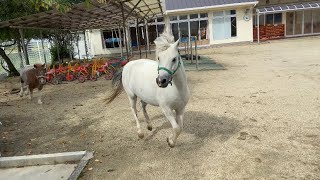 【保育園で暮らすポニー】園庭を駆ける🐴