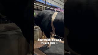 Huge weight Holstein friesian cows at fit and fresh agro | biggest Australian cows in bangladesh