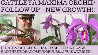 Cattleya maxima update! Yes! It flowered but...a division that arrived a little worse for wear!