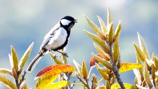 Asian Tit Mimicry Uncovered!