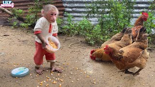 Lily obediently helps dad take care of the chickens