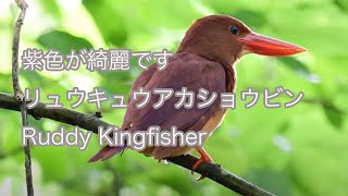 【紫色が綺麗です】リュウキュウアカショウビン Ruddy Kingfisher