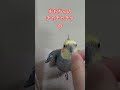 自前の○○で歌いまくるオカメ オカメインコ うたうま おしゃべり