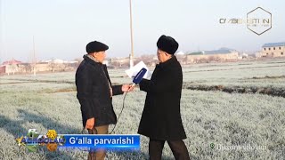 Agroolam | Бухоро вилоятида ғалла парвариши [08.02.2022]