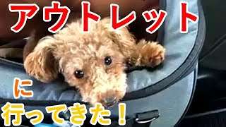 三井アウトレットパークに愛犬と行ってきた！トイプードルの虎太郎も満喫してました！！