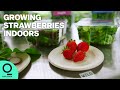 Vertical Farm Expands from Greens to Better Berries