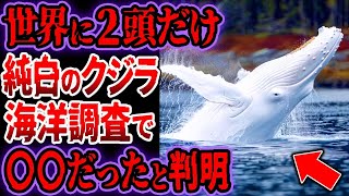 【総集編】レア度SSS…アルビノではない「純白のザトウクジラ」を発見…海の天使と呼ばれる彼の正体がヤバい【ゆっくり解説】