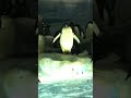 【かわいい／動物】胸を張る名古屋港水族館のペンギン　a cute penguin