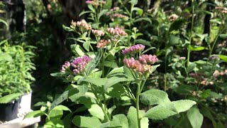 Flora of Central Florida: Pluchea odorata, Marsh Fleabane