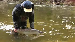 montage saumon 2019, Gaspe atlantic salmon 2019 season.