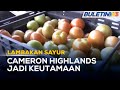 LAMBAKAN SAYUR | Tiada Keperluan Bina Pusat Pengumpulan Di Lojing