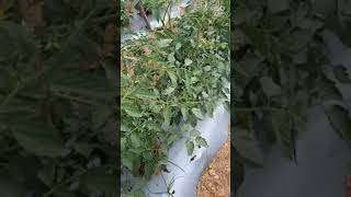 Tomato plantation sahoo \u00266242(syngenta)