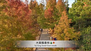 【預報紅葉🍁年度之約】大棠楓香林🌲🍁 Tai Tong Sweet Gum Woods | 26 Nov 2021(4K航拍)