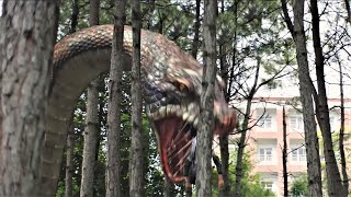 Giant snakes carrying tens of thousands of poisonous snakes invaded the campus!