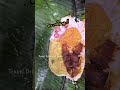 എന്റെ ഇന്നത്തെ പൊതിച്ചോറ് 😋 നിങ്ങൾ കഴിച്ചോ dailyvlog pothichor nadanfood dayinmylife