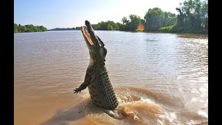 Animal Nature Documentary - Australian Saltwater Crocodile | Wild Planet HD