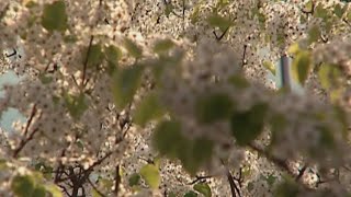 Preparing for spring allergies
