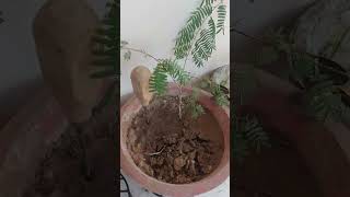 shami plant care