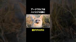 ツッコミ所が多すぎる動物8選！