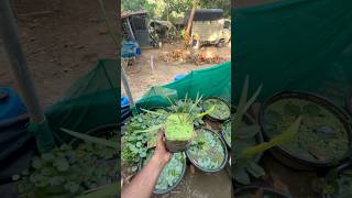 പല്ലി വാലൻ ചെടി.❌ ..അഥവാ Lizardtail waterplant✅#lizardtail |lizardtail waterplant malayalam