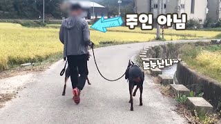 강아지 산책중 주인이 바뀌면 따라갈까? 리치는 도베르만