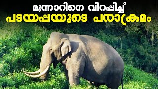 മൂന്നാറിനെ വിറപ്പിച്ച് പടയപ്പയുടെ പരാക്രമം  | Kalakaumudi Online