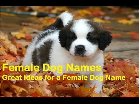 dog names that start with o dog names that start with o