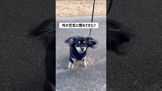 歩き出したとろろくん。 #チワックス #子犬 #小型犬 #生後4ヶ月 #shorts